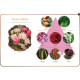 Maya Lover Aroma Oil (Maya) - 30ml. Maya Lover Aroma Oil (Maya) - 30ml.